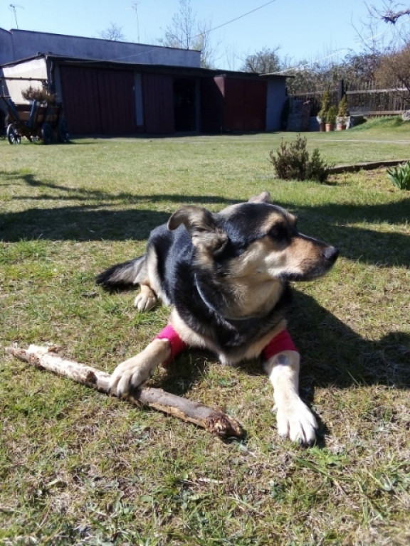 Konkurs. Superwierzaki w obiektywie