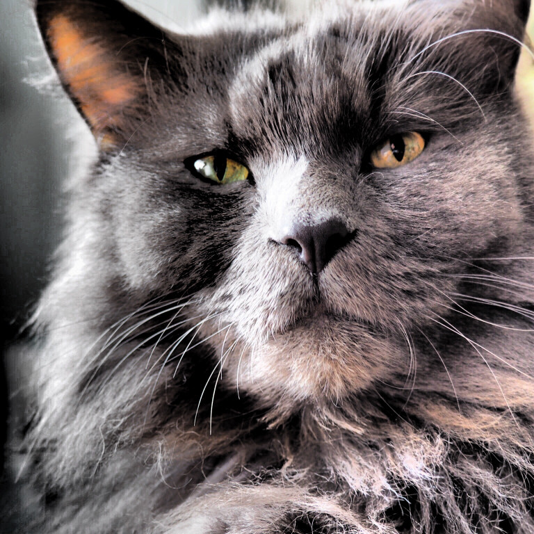 Konkurs. Superwierzaki w obiektywie