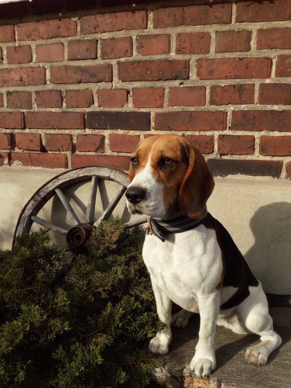 Konkurs. Superwierzaki w obiektywie