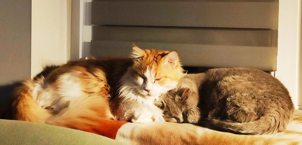 Konkurs. Superwierzaki w obiektywie