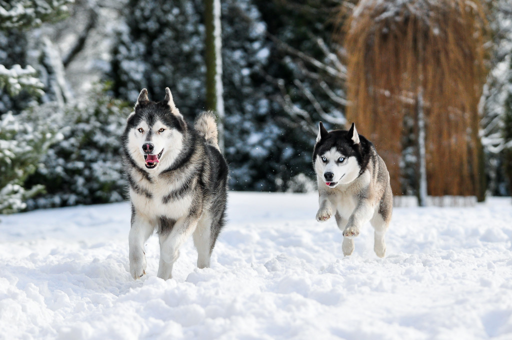 Konkurs. Superwierzaki w obiektywie