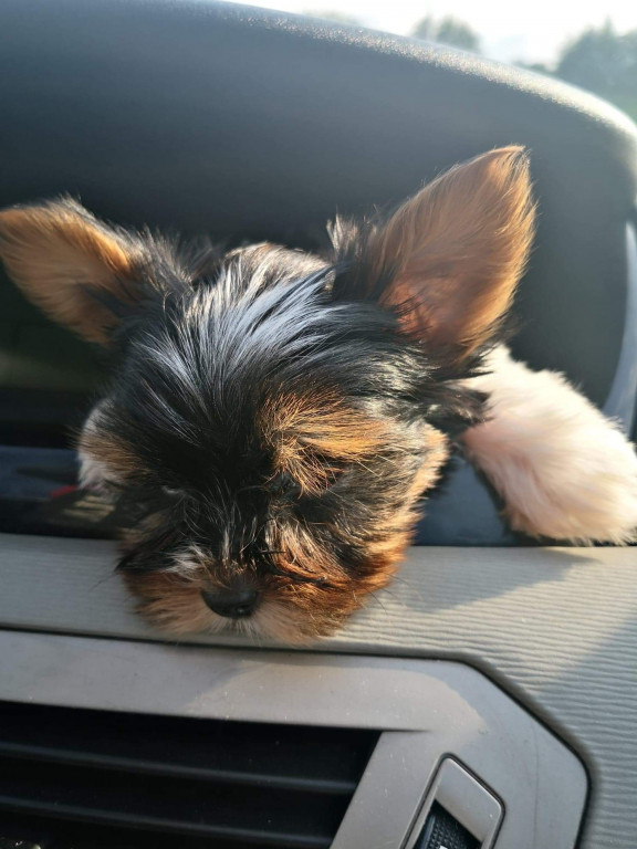 Konkurs. Superwierzaki w obiektywie