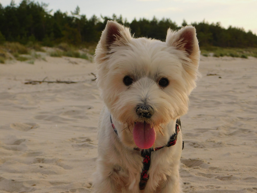 Konkurs. Superwierzaki w obiektywie