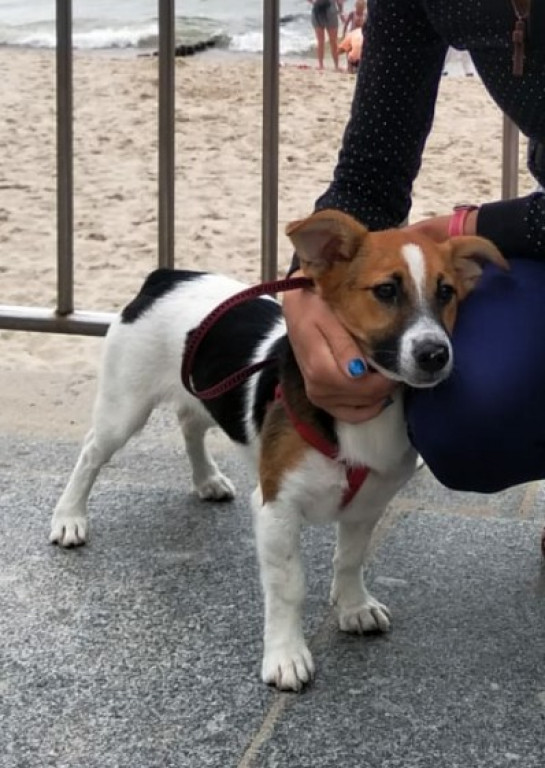 Konkurs. Superwierzaki w obiektywie