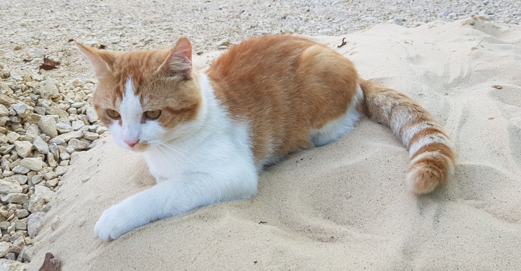 Konkurs. Superwierzaki w obiektywie