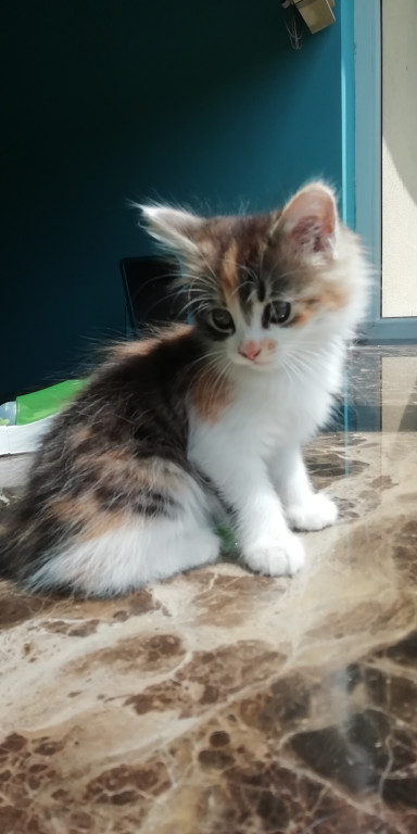 Konkurs. Superwierzaki w obiektywie