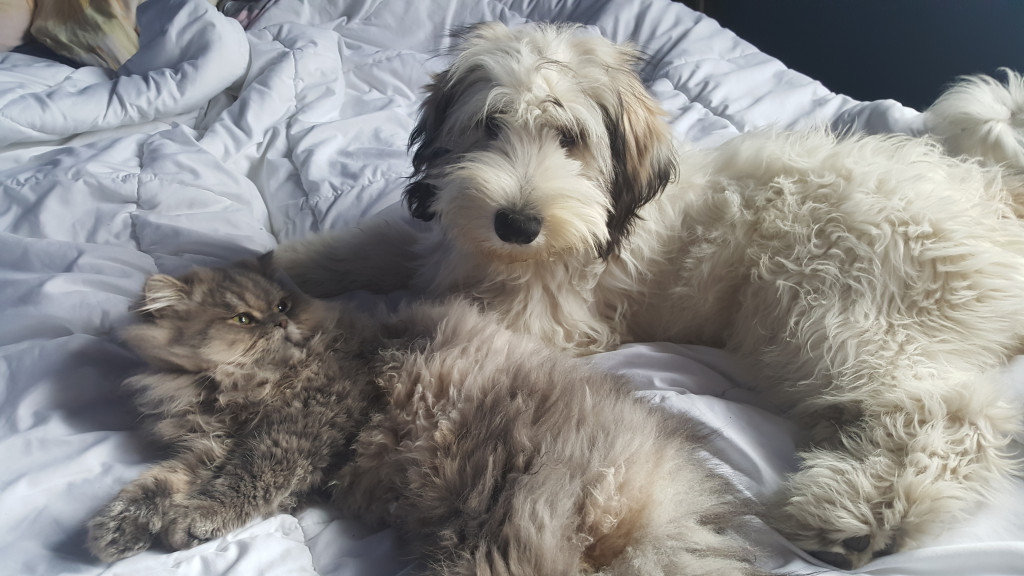 Konkurs. Superwierzaki w obiektywie