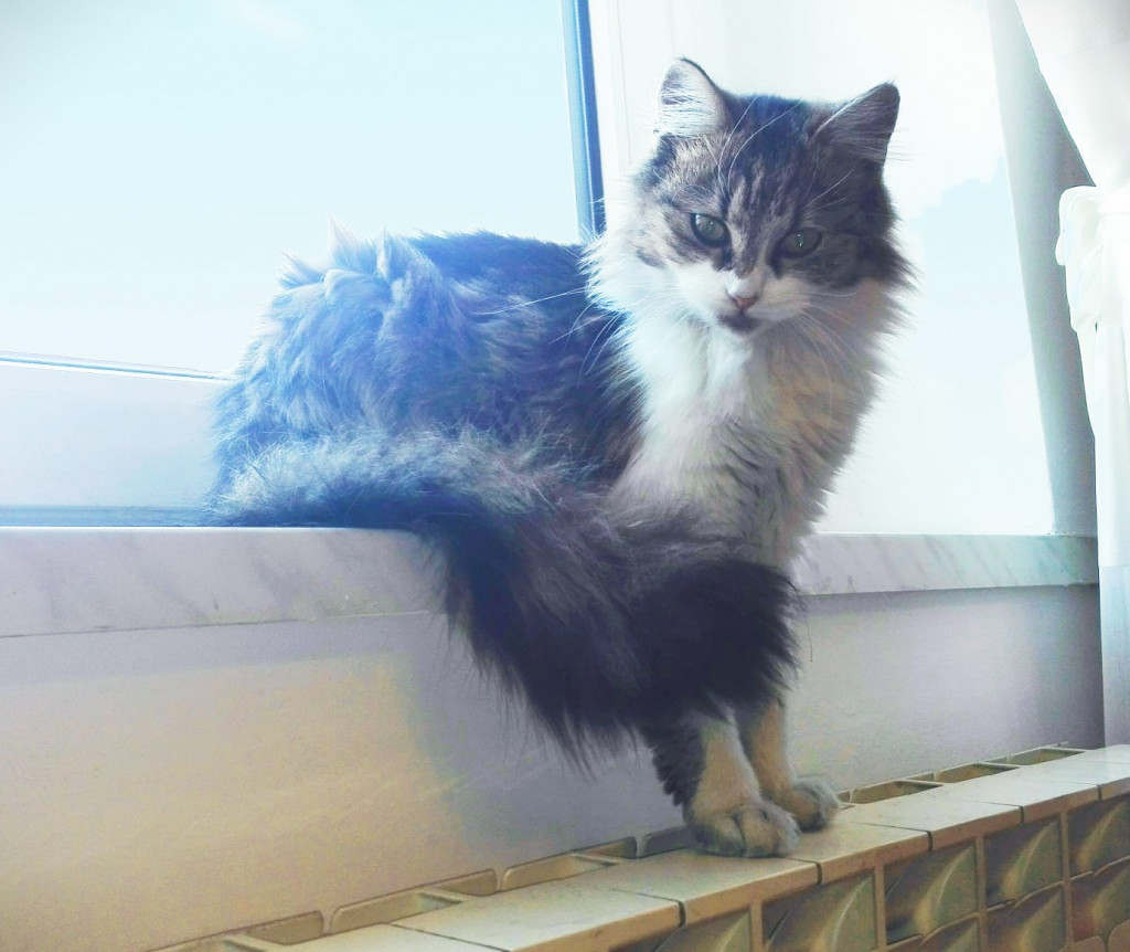 Konkurs. Superwierzaki w obiektywie