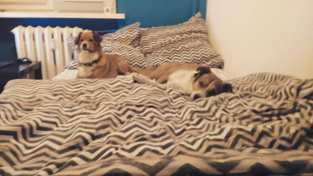 Konkurs. Superwierzaki w obiektywie