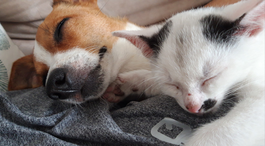 Konkurs. Superwierzaki w obiektywie