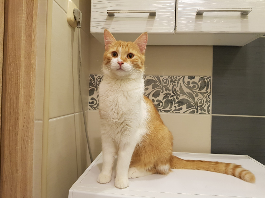 Konkurs. Superwierzaki w obiektywie