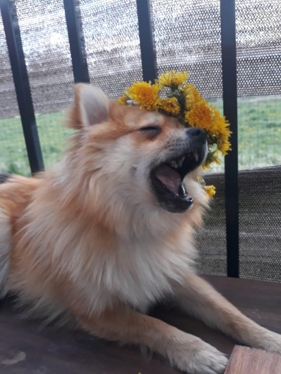 Konkurs. Superwierzaki w obiektywie