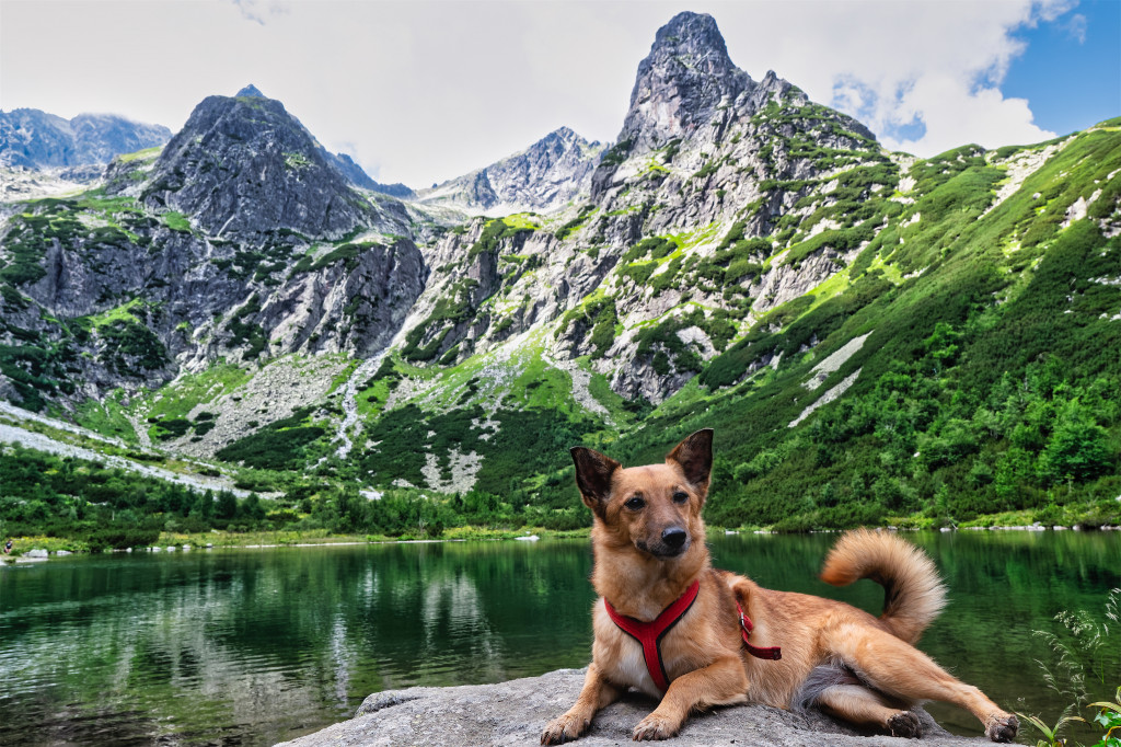 Konkurs. Superwierzaki w obiektywie