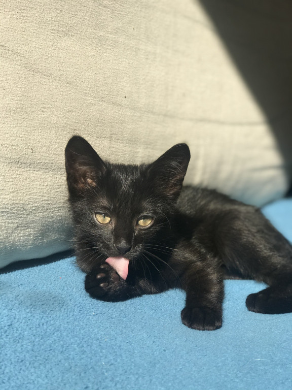 Konkurs. Superwierzaki w obiektywie