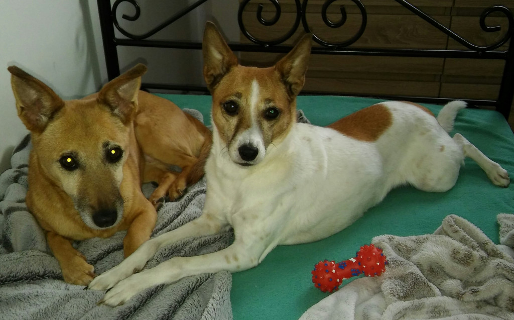 Konkurs. Superwierzaki w obiektywie