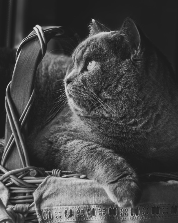 Konkurs. Superwierzaki w obiektywie