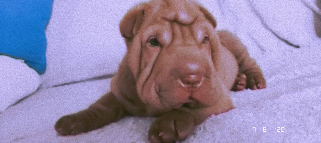 Konkurs. Superwierzaki w obiektywie