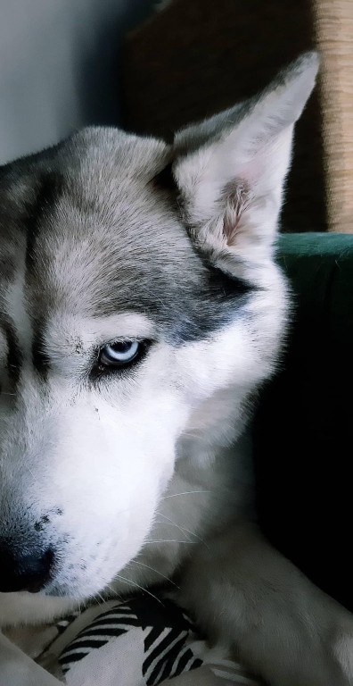 Konkurs. Superwierzaki w obiektywie