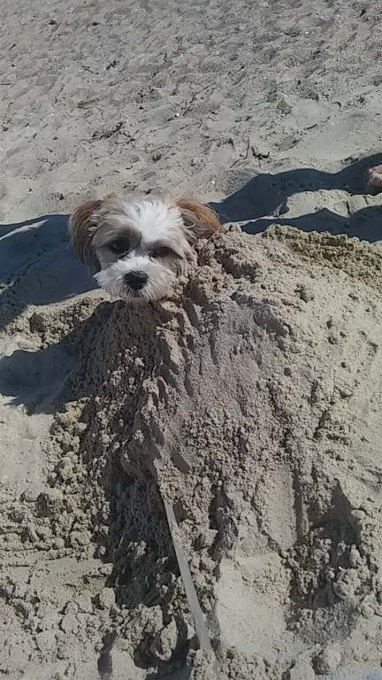 Konkurs. Superwierzaki w obiektywie