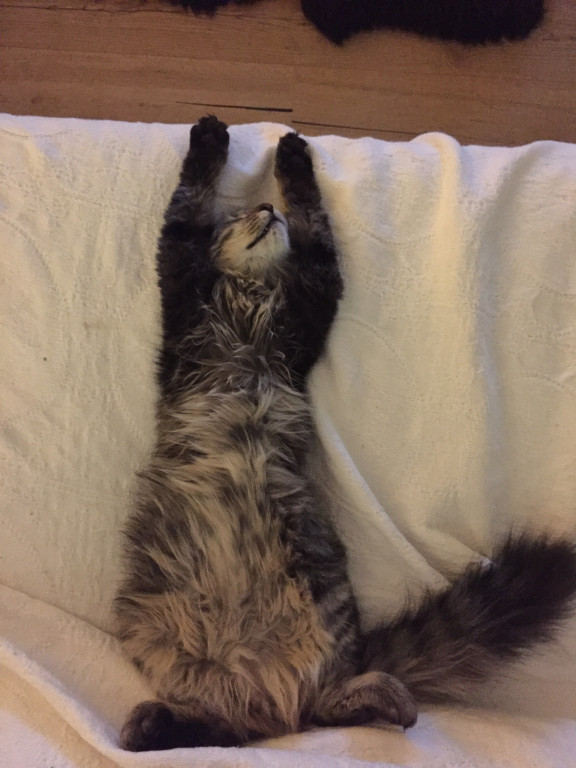 Konkurs. Superwierzaki w obiektywie