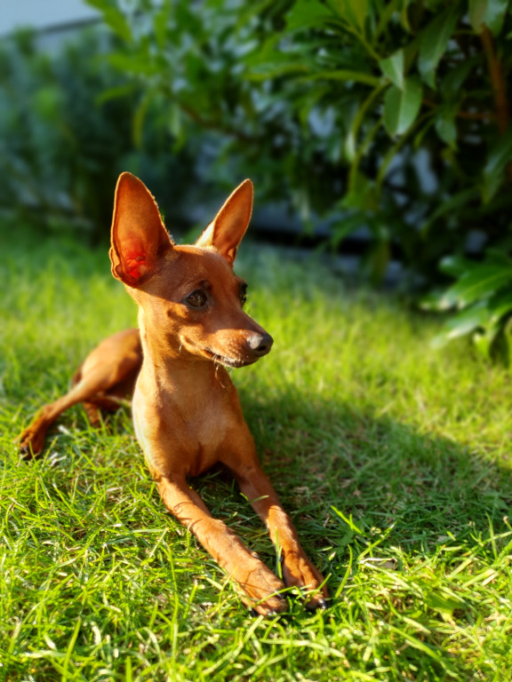 Konkurs. Superwierzaki w obiektywie