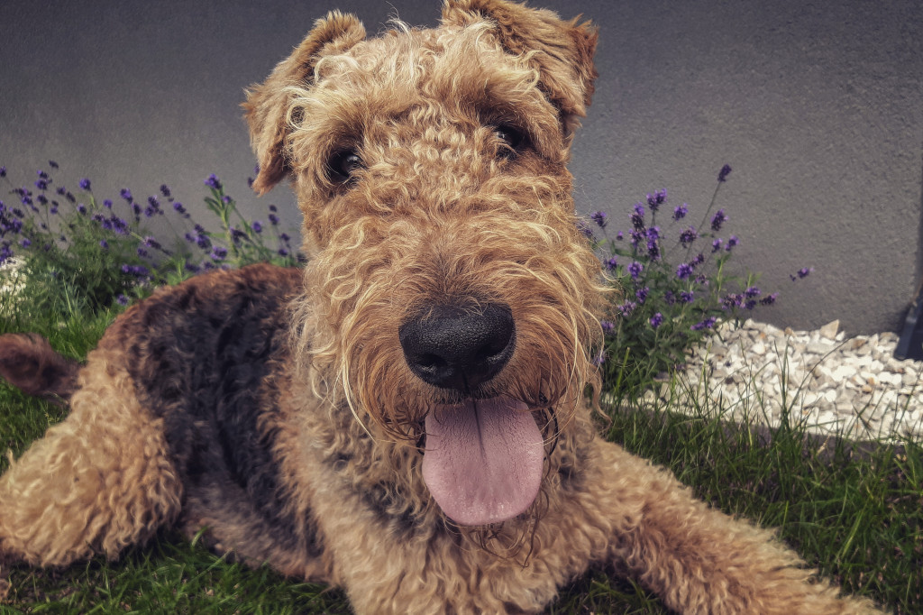 Superzwierzaki. Poznaliśmy finałową dziesiątkę