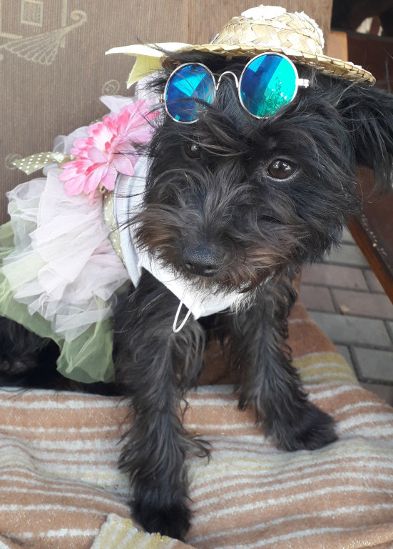 Superzwierzaki. Poznaliśmy finałową dziesiątkę