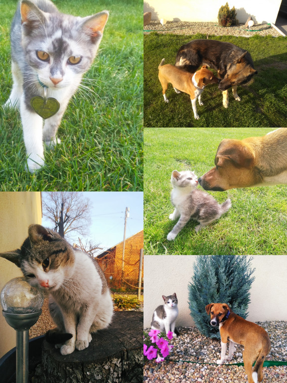 Superzwierzaki. Poznaliśmy finałową dziesiątkę