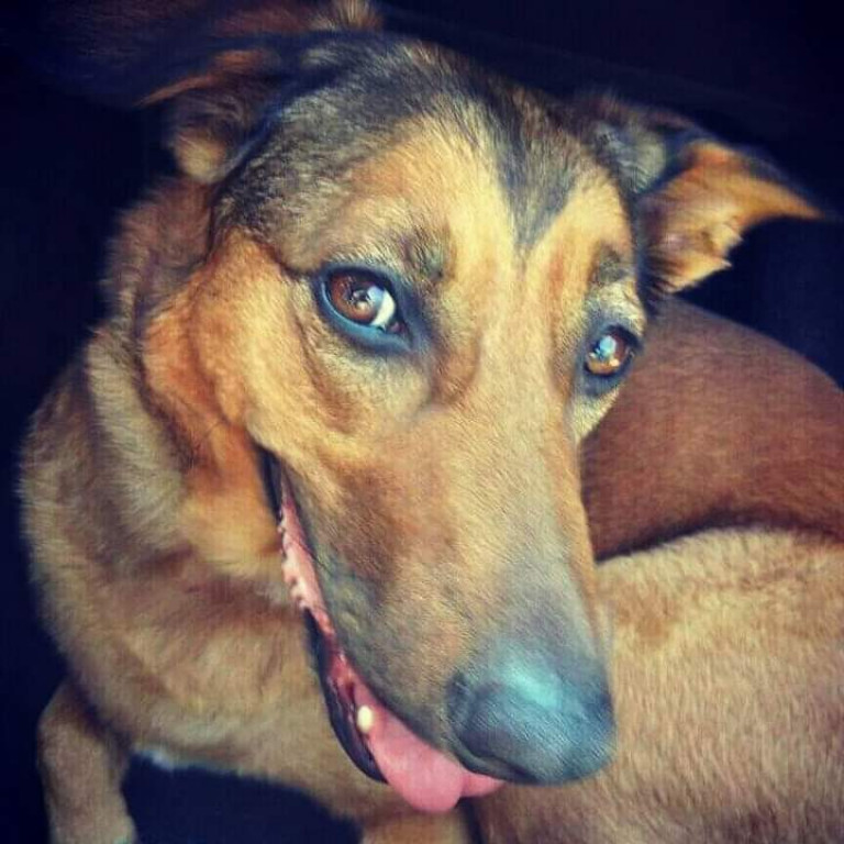 Superzwierzaki. Poznaliśmy finałową dziesiątkę