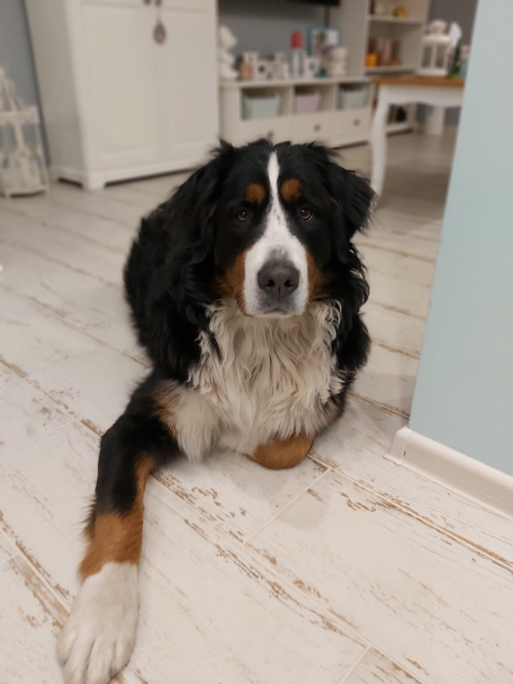 Superzwierzaki. Poznaliśmy finałową dziesiątkę