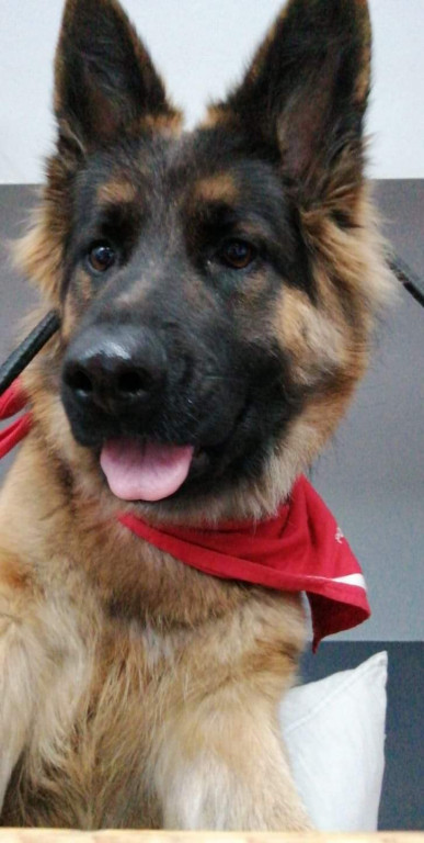 Superzwierzaki. Poznaliśmy finałową dziesiątkę