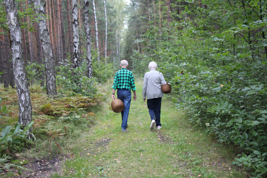 Sezon na grzyby, pełne parkingi przy lasach