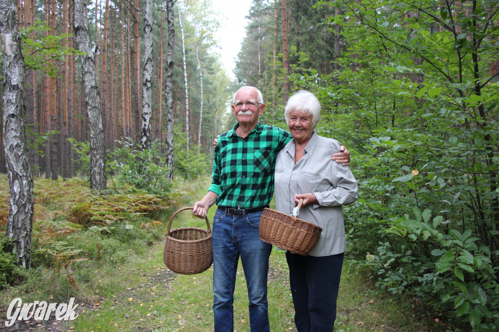 Sezon na grzyby, pełne parkingi przy lasach