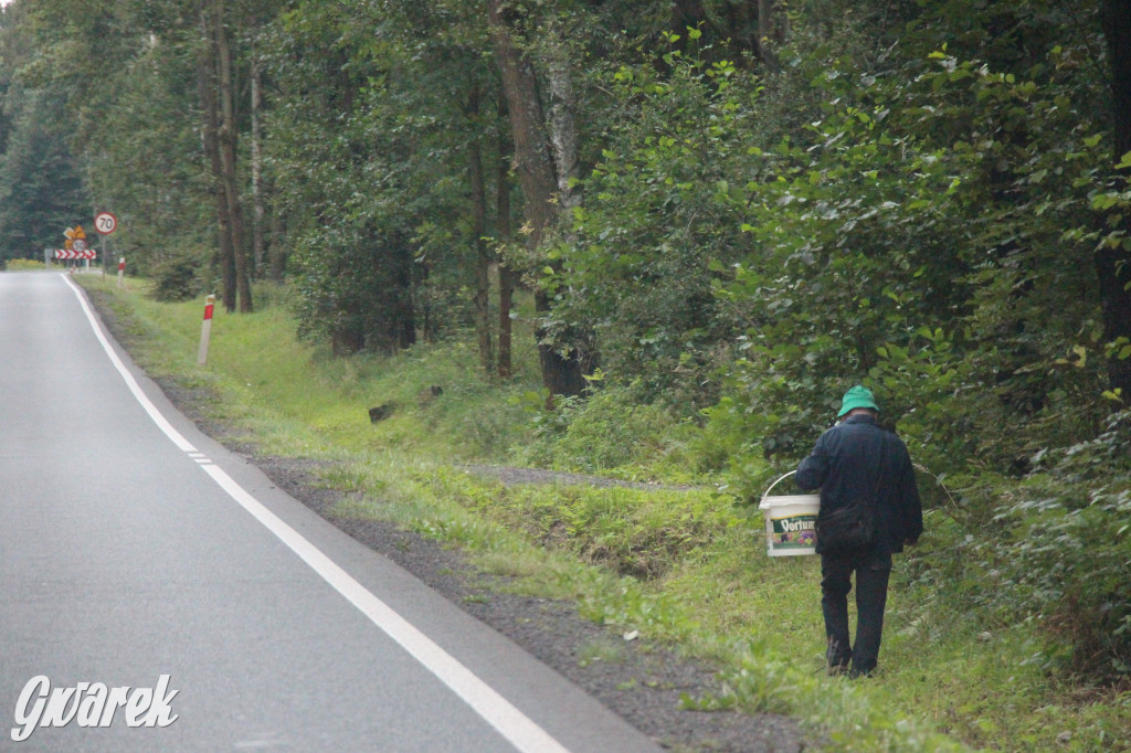 Sezon na grzyby, pełne parkingi przy lasach