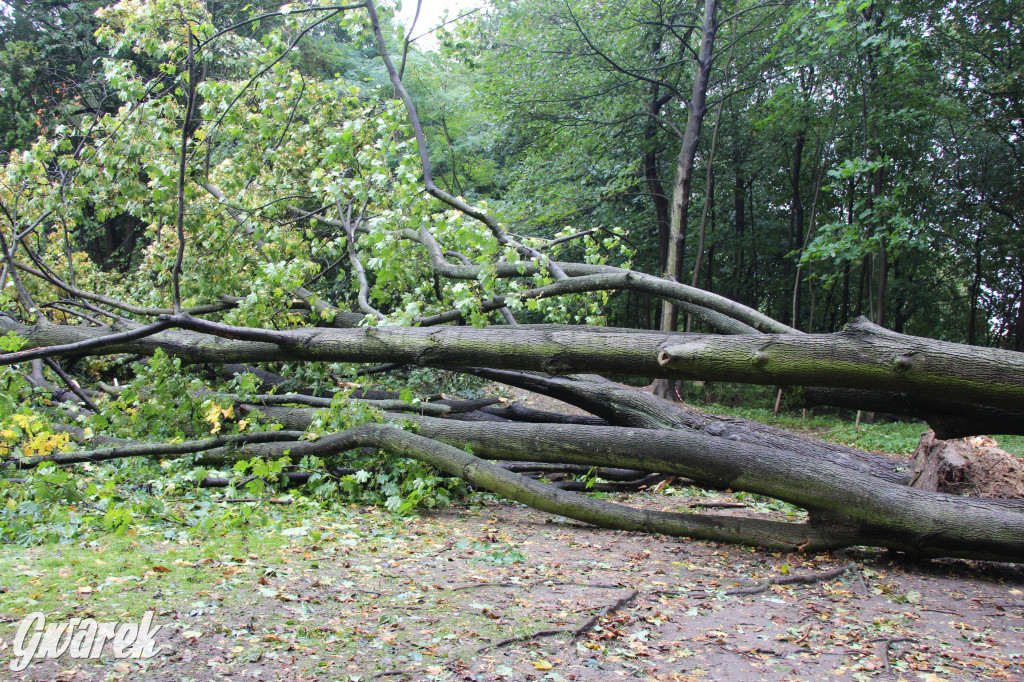 Tarnowskie Góry. Drzewo przewróciło się na plac zabaw w parku Miejskim