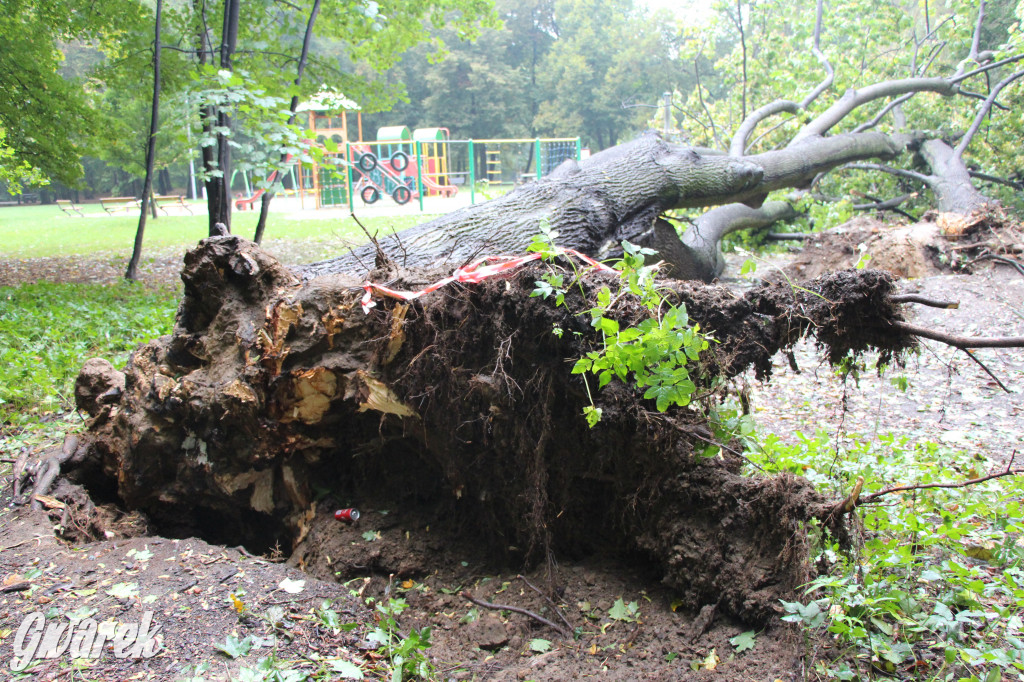 Tarnowskie Góry. Drzewo przewróciło się na plac zabaw w parku Miejskim