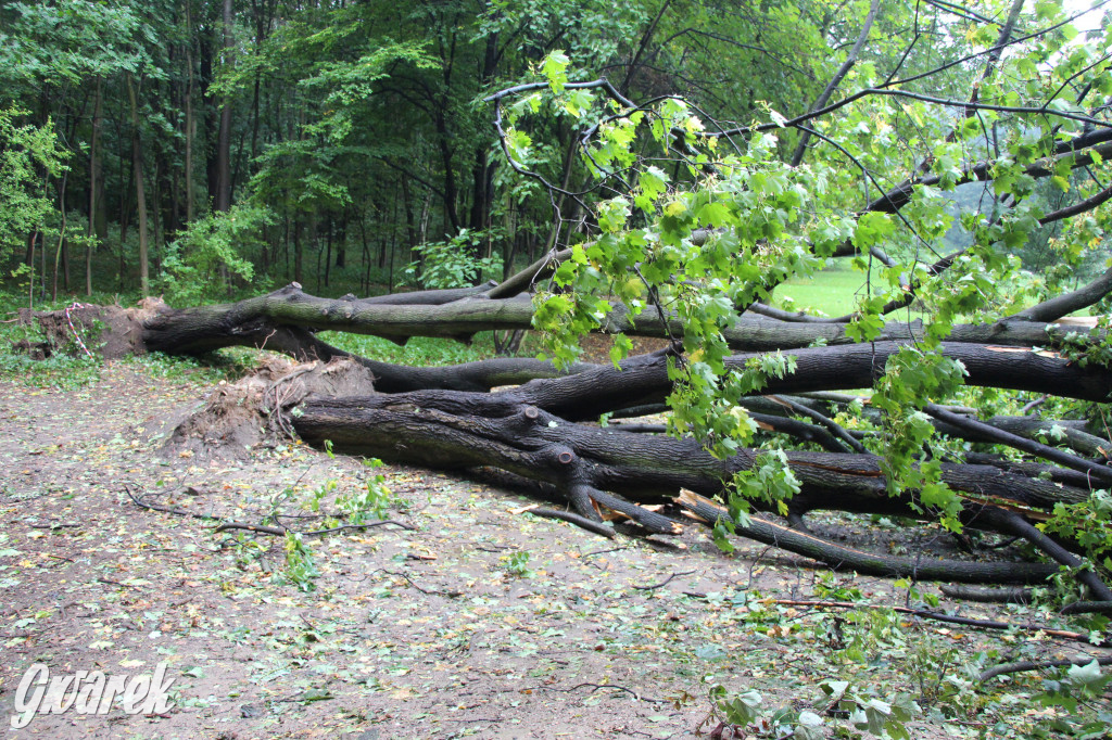 Tarnowskie Góry. Drzewo przewróciło się na plac zabaw w parku Miejskim