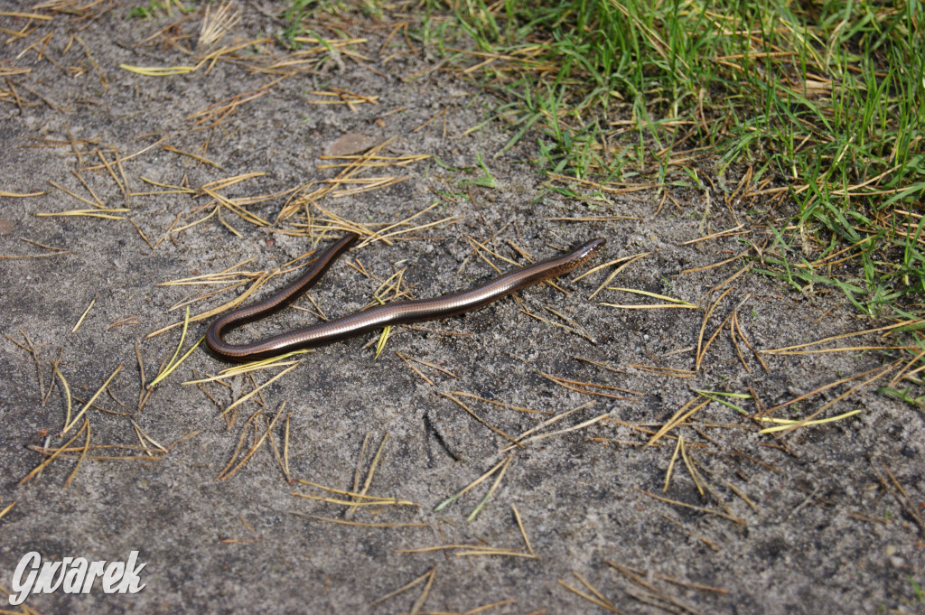 Stawy Szkarotkowe w Połomi - na jesienny wypad