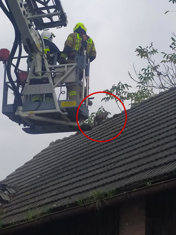 Na widok strażaków sam się ewakuował