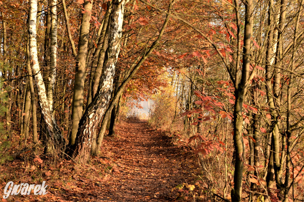 Dobre miejsce na jesienny spacer