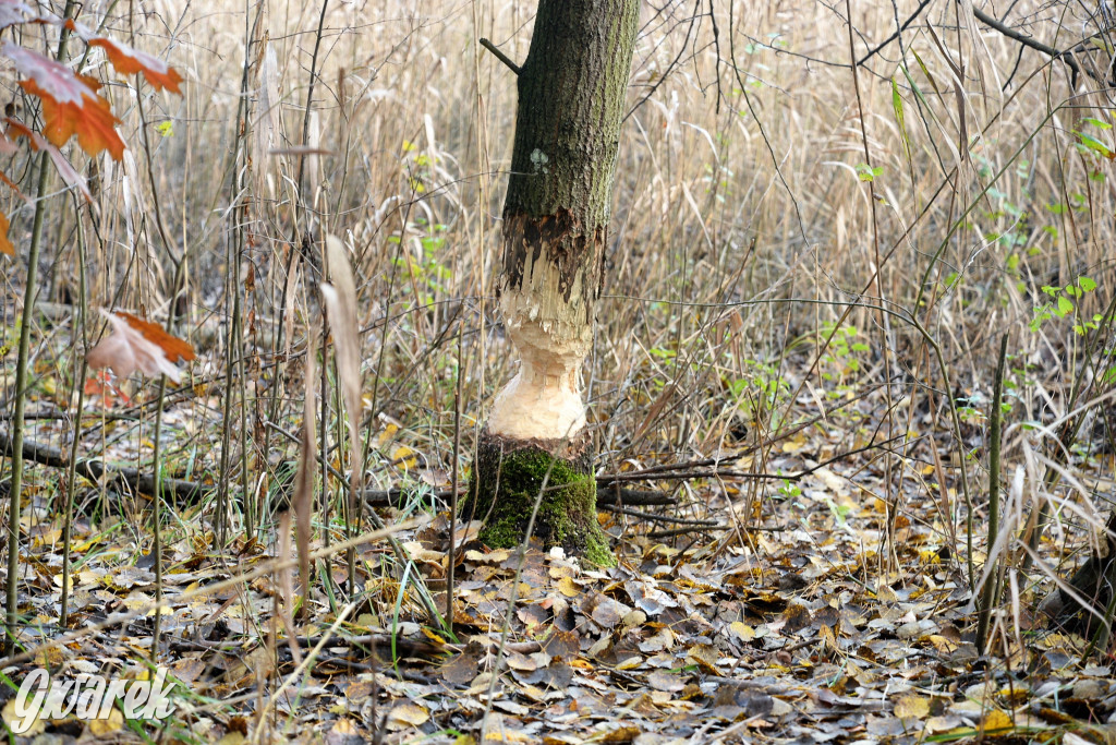 Dobre miejsce na jesienny spacer