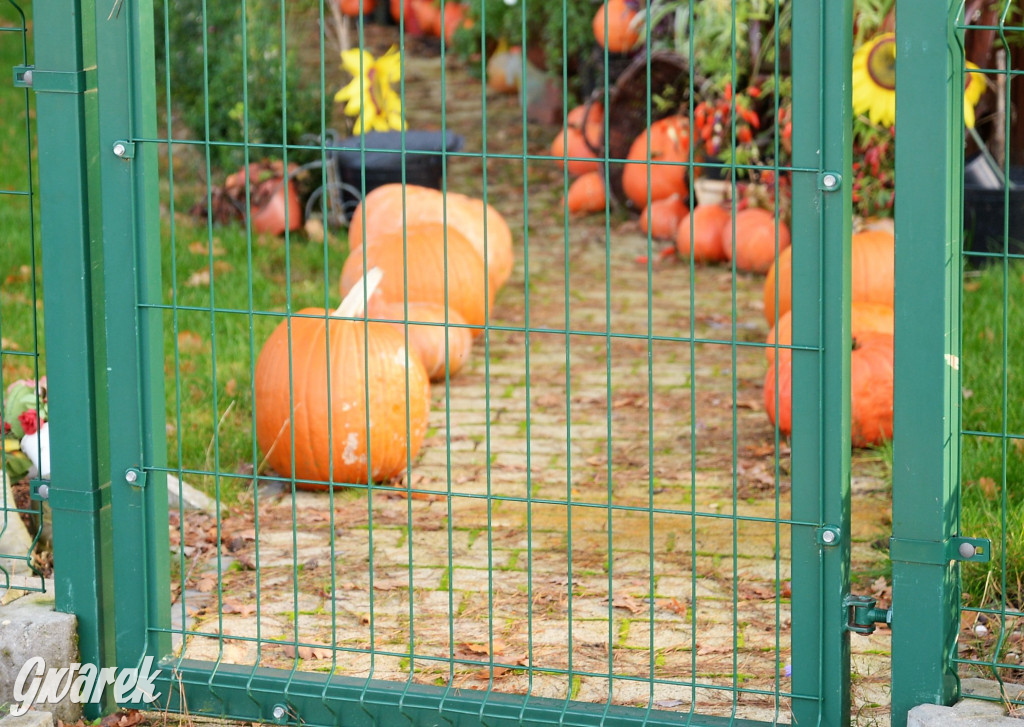 Dobre miejsce na jesienny spacer