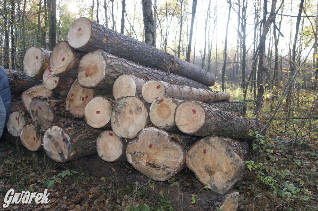 Hałda popłuczkowa i rezerwat Segiet w jesiennych szatach