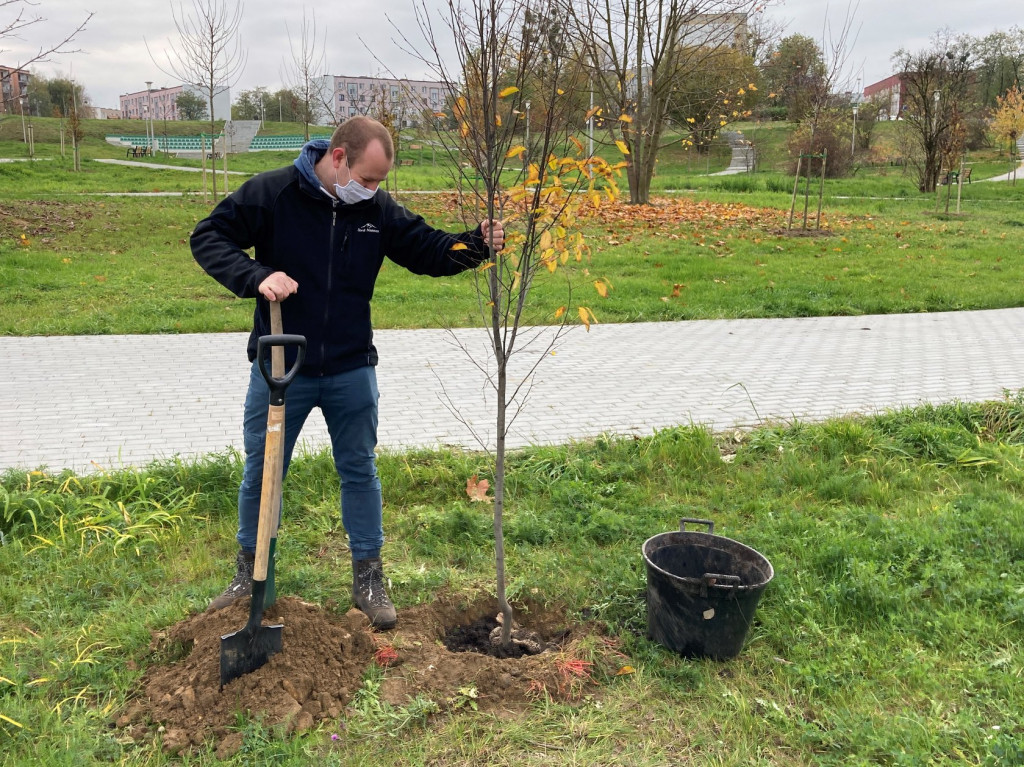 Harcerze sadzili drzewa na skwerze przy ul. Morcinka