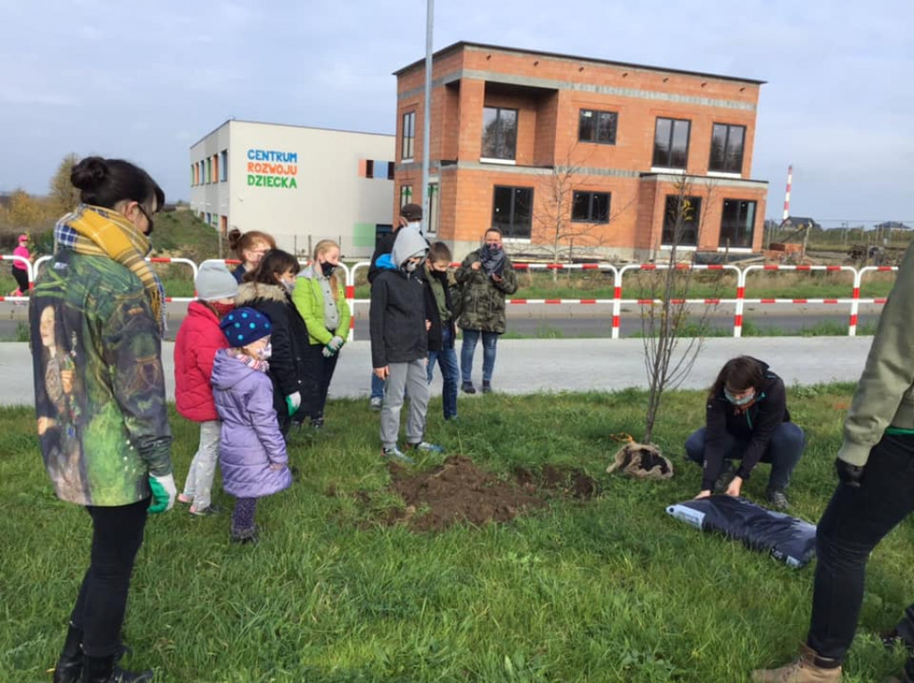 Harcerze sadzili drzewa na skwerze przy ul. Morcinka