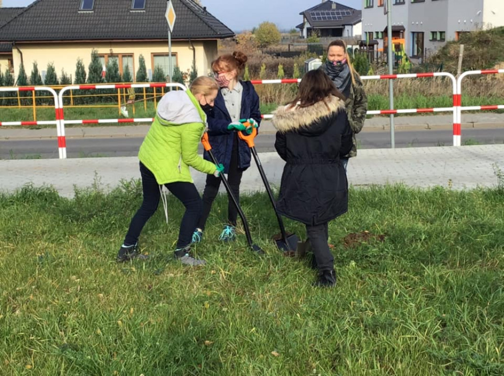 Harcerze sadzili drzewa na skwerze przy ul. Morcinka