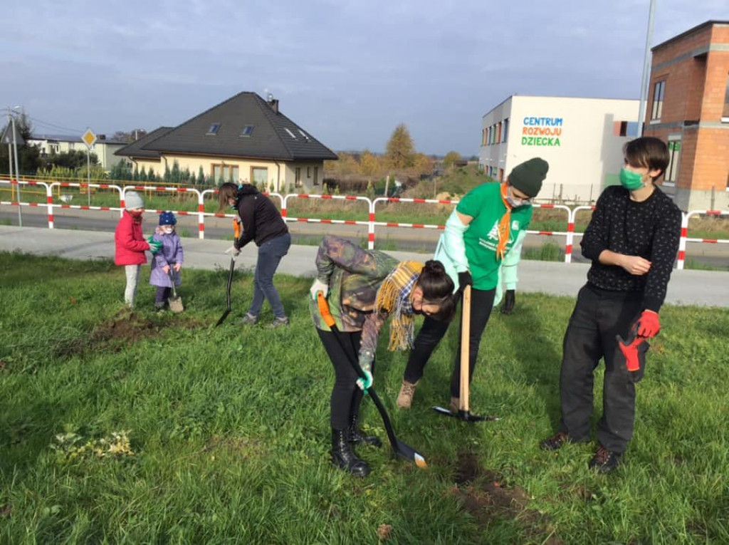 Harcerze sadzili drzewa na skwerze przy ul. Morcinka