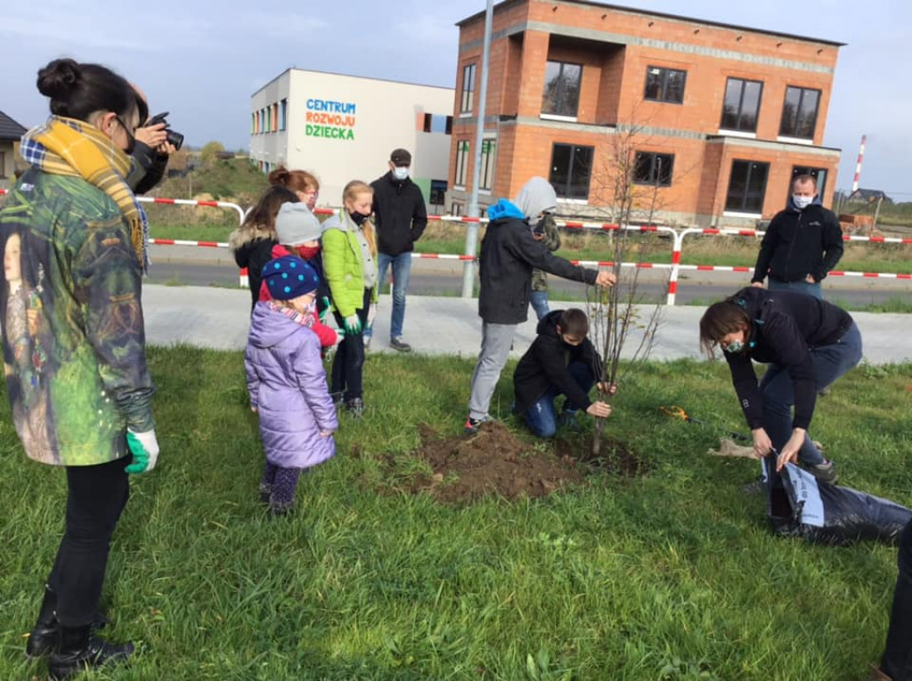 Harcerze sadzili drzewa na skwerze przy ul. Morcinka