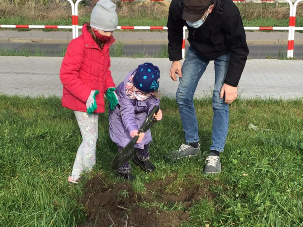Harcerze sadzili drzewa na skwerze przy ul. Morcinka
