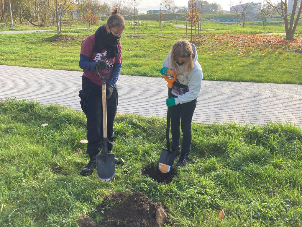 Harcerze sadzili drzewa na skwerze przy ul. Morcinka